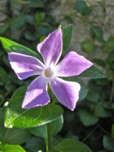 Confessions of a Relaxed Gardener Image